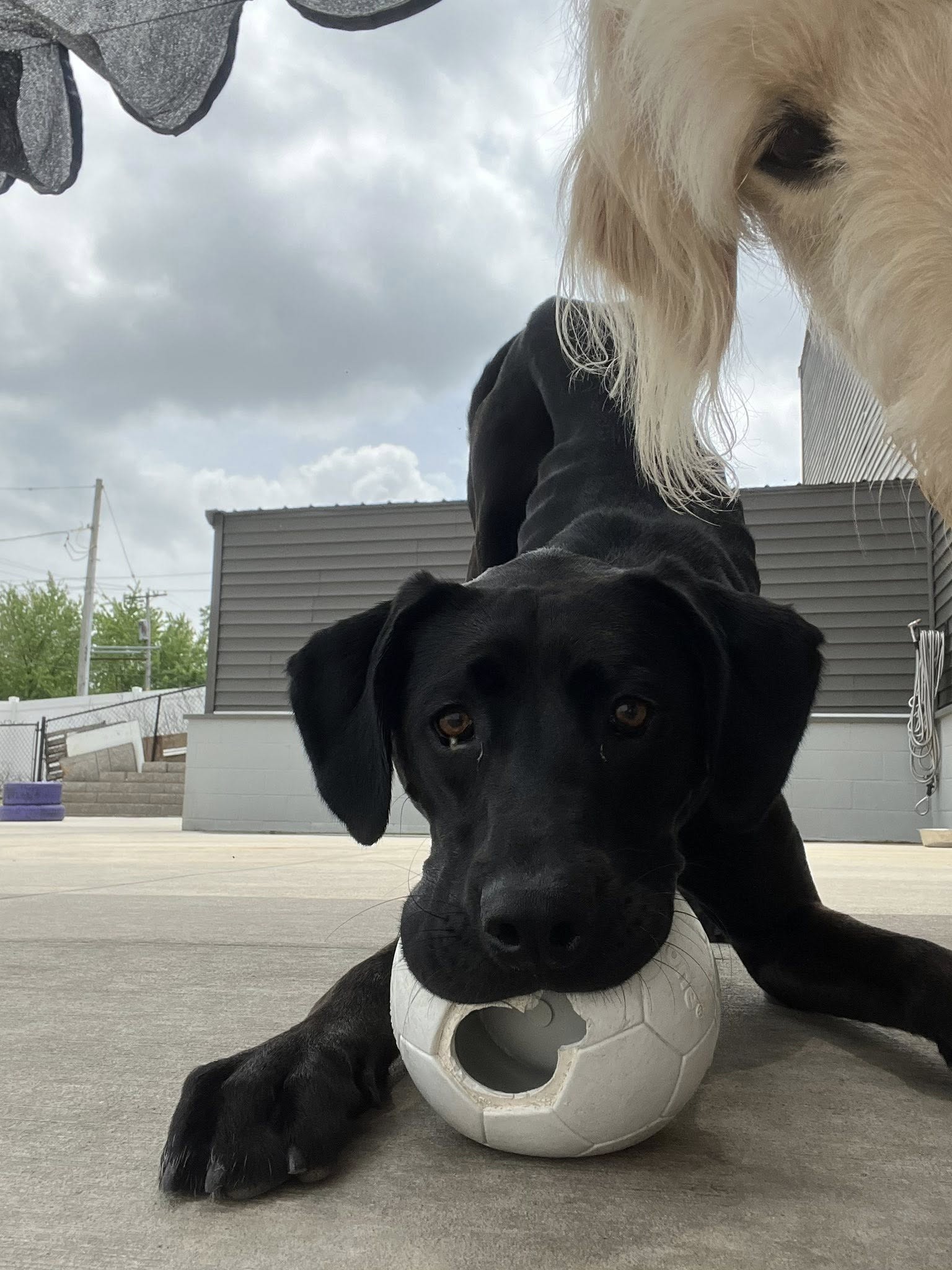 Clippin House Pet Resort & Salon Staunton