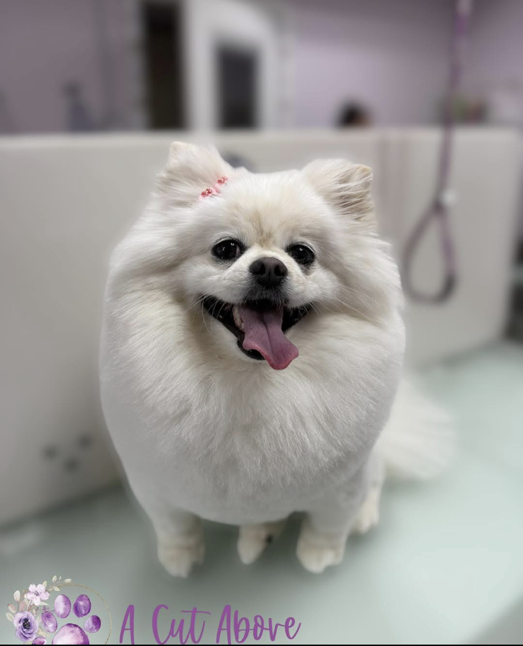 A Cut Above Grooming LLC