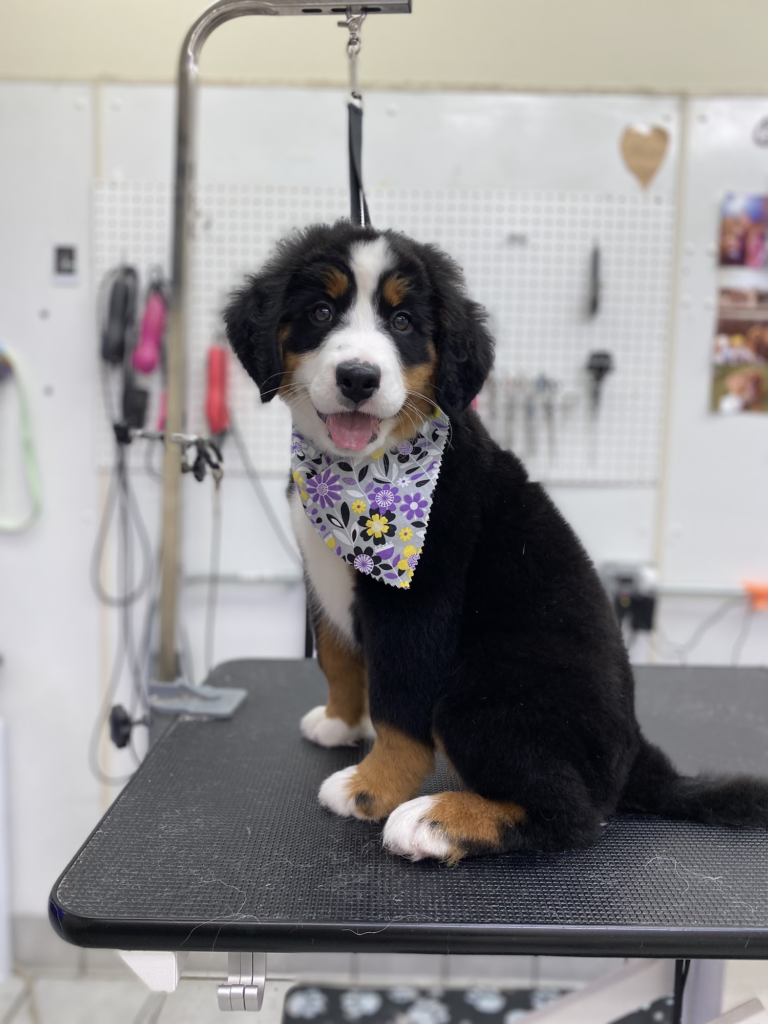 A Cut Above Grooming LLC Sterling