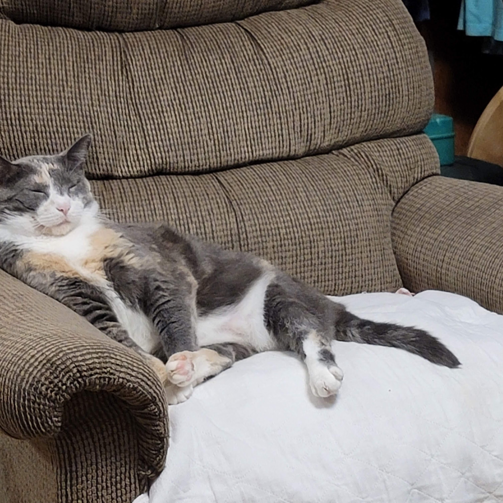 Stockton Blackhawk Vet Clinic Stockton