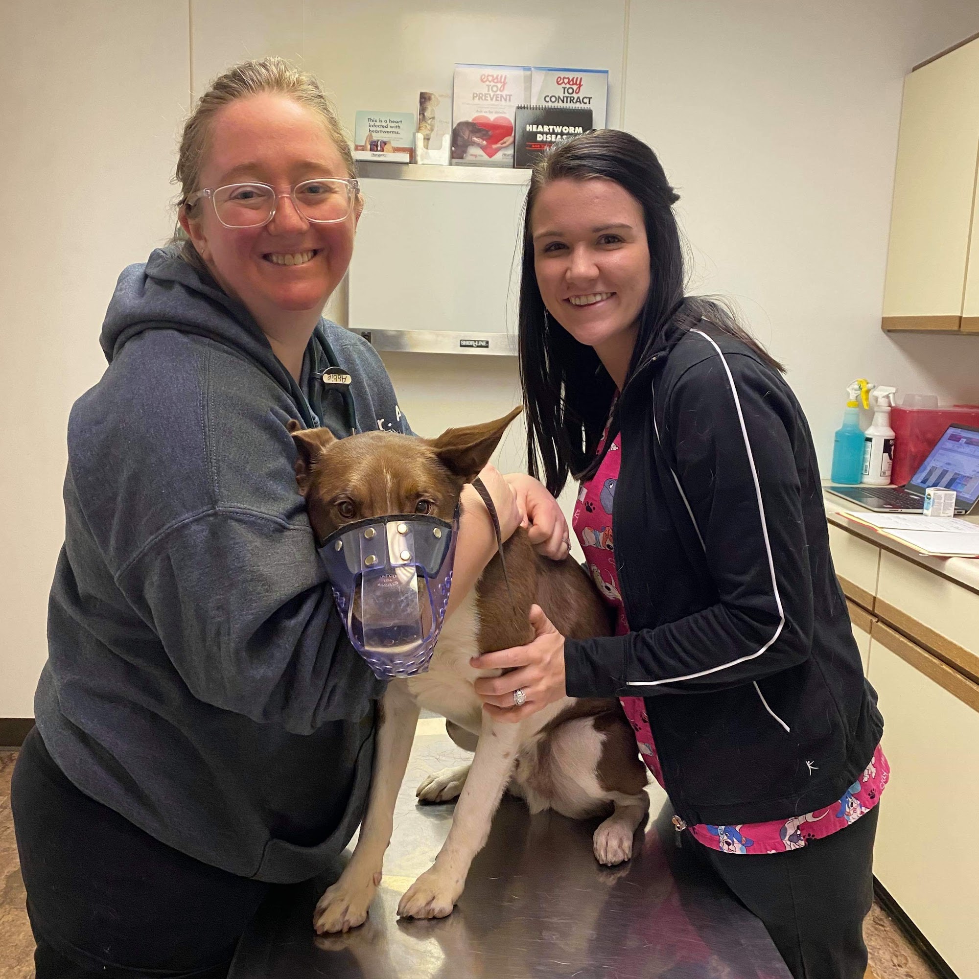 Countryside Animal Clinic Streator