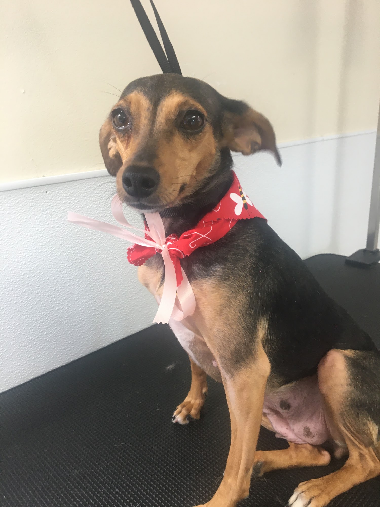 Lucky Dog Grooming Co Sugar Grove Sugar Grove