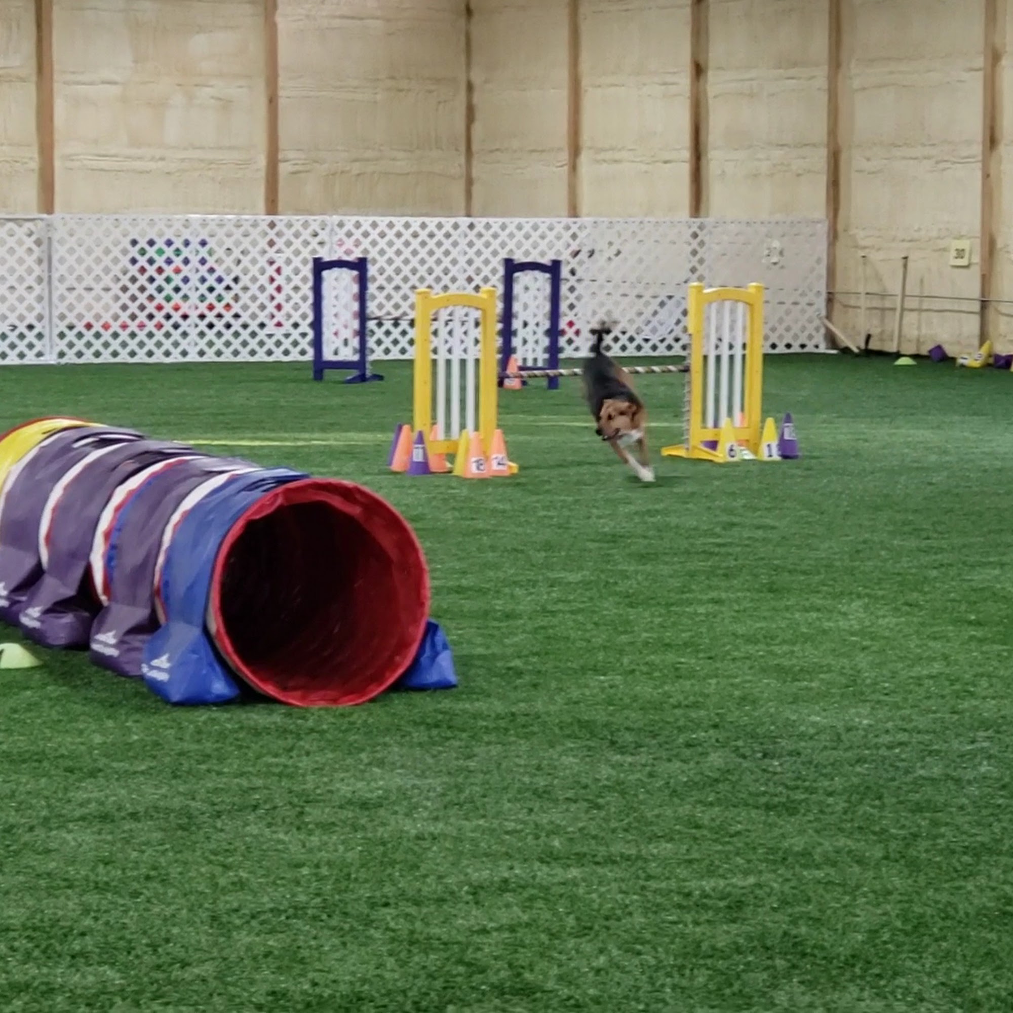 Dash K-9 Sports Sugar Grove