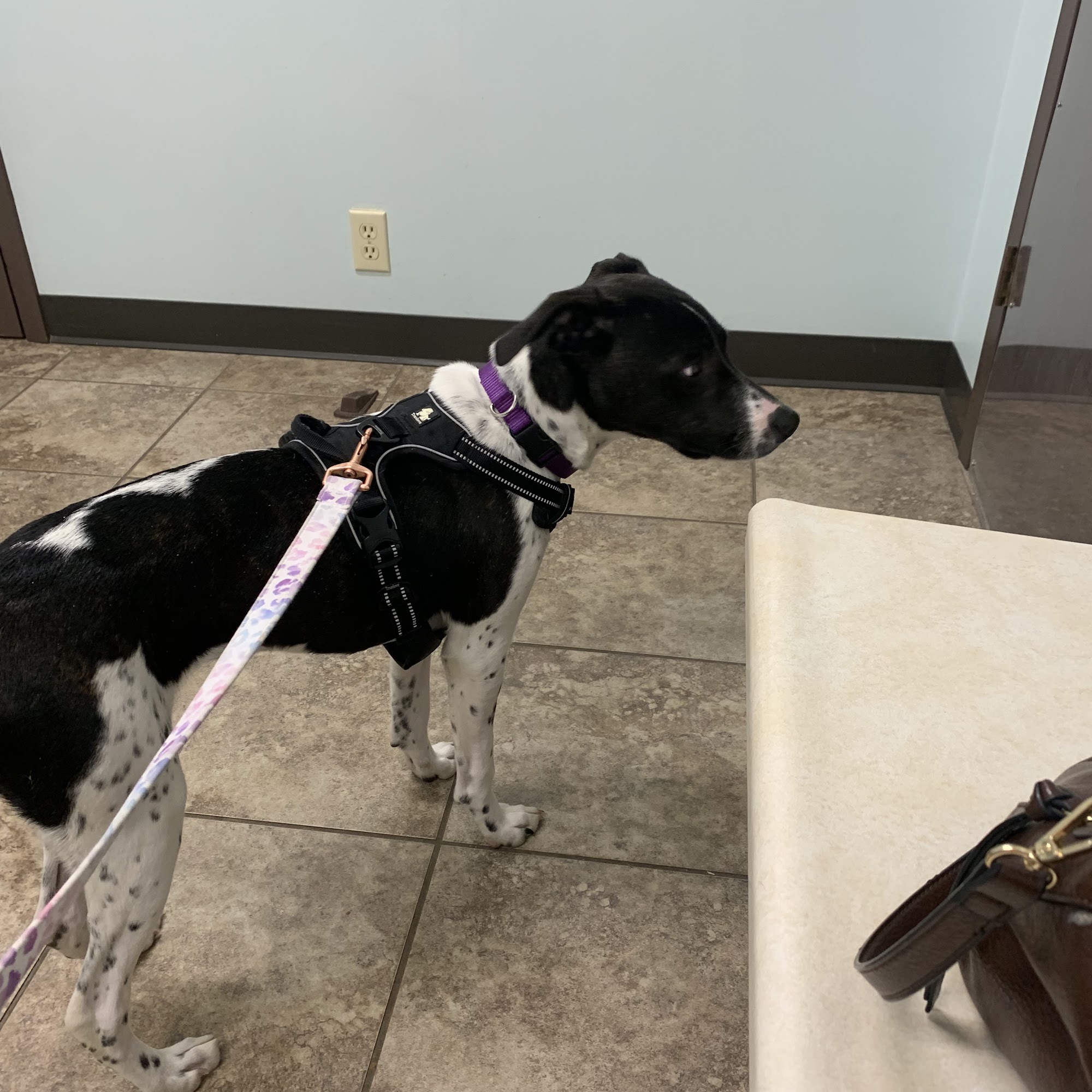Kaskaskia Valley Animal Hospital Sullivan