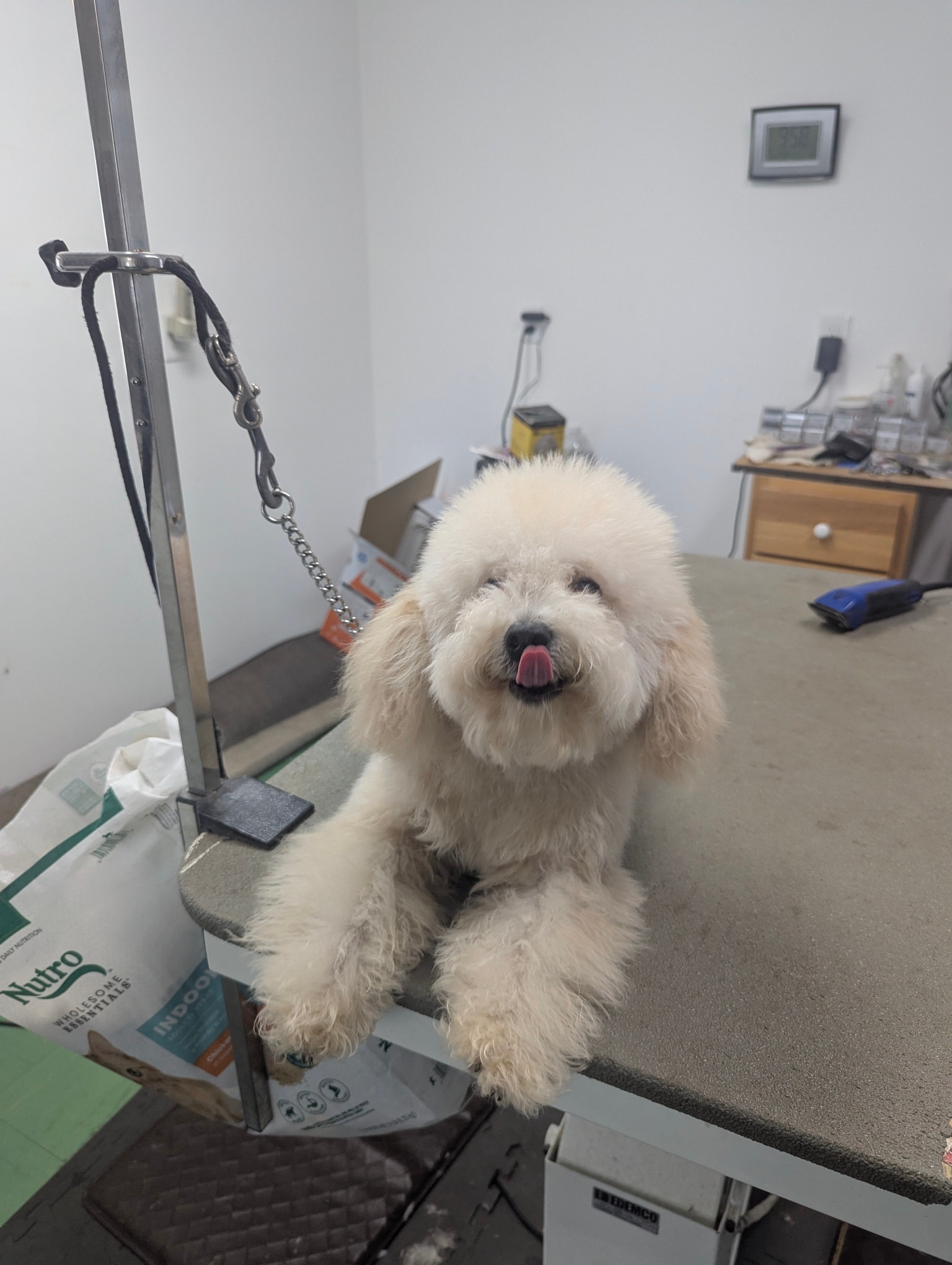 J's Petspaw Sullivan