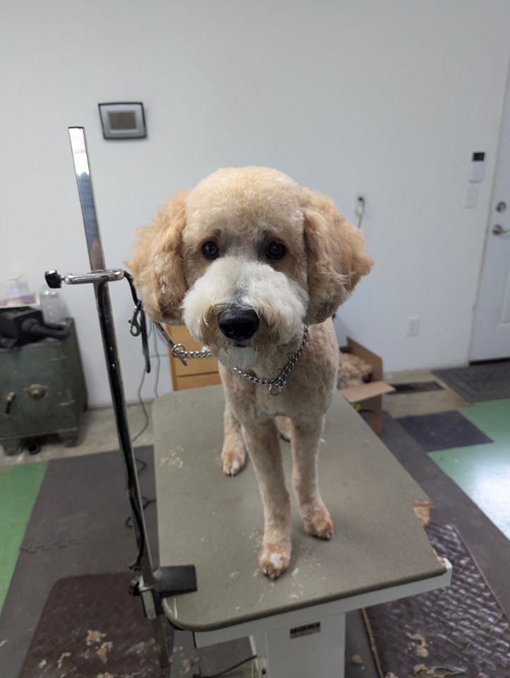 J's Petspaw Sullivan