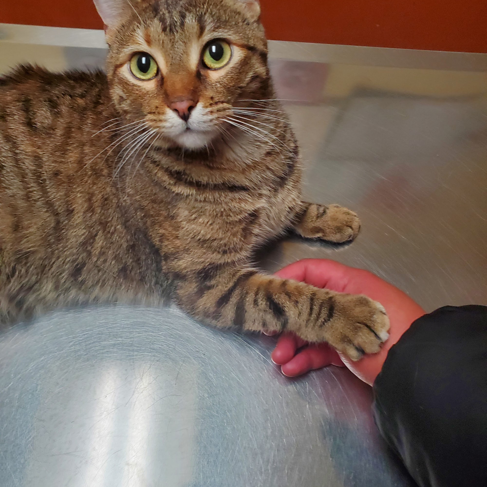 ARGO ANIMAL CLINIC Summit