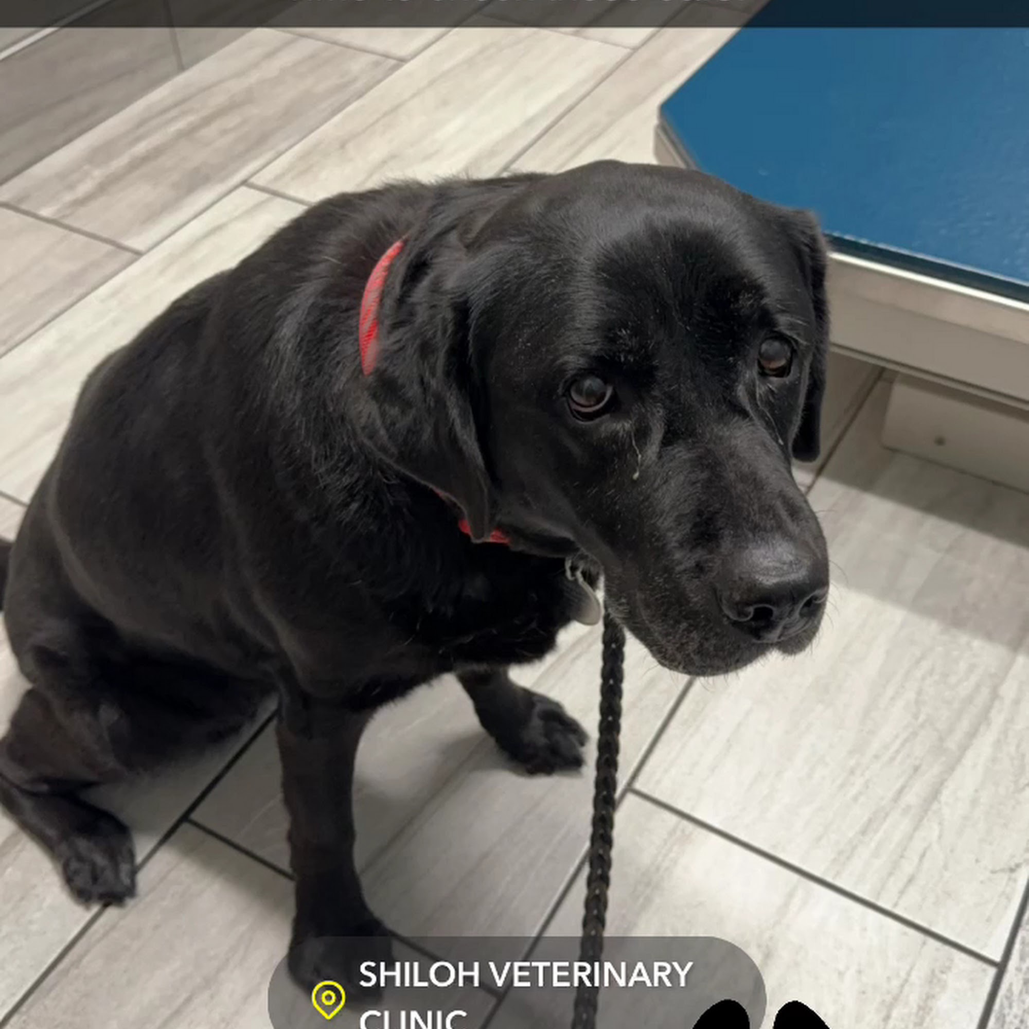 Shiloh Veterinary Clinic Swansea