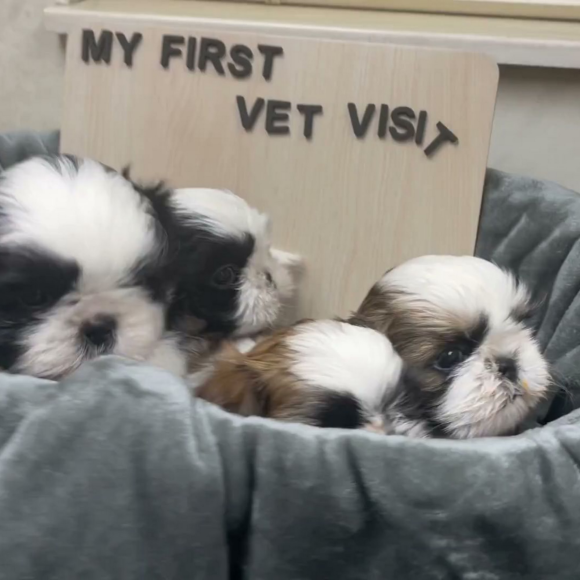 Lashley Animal Hospital Swansea