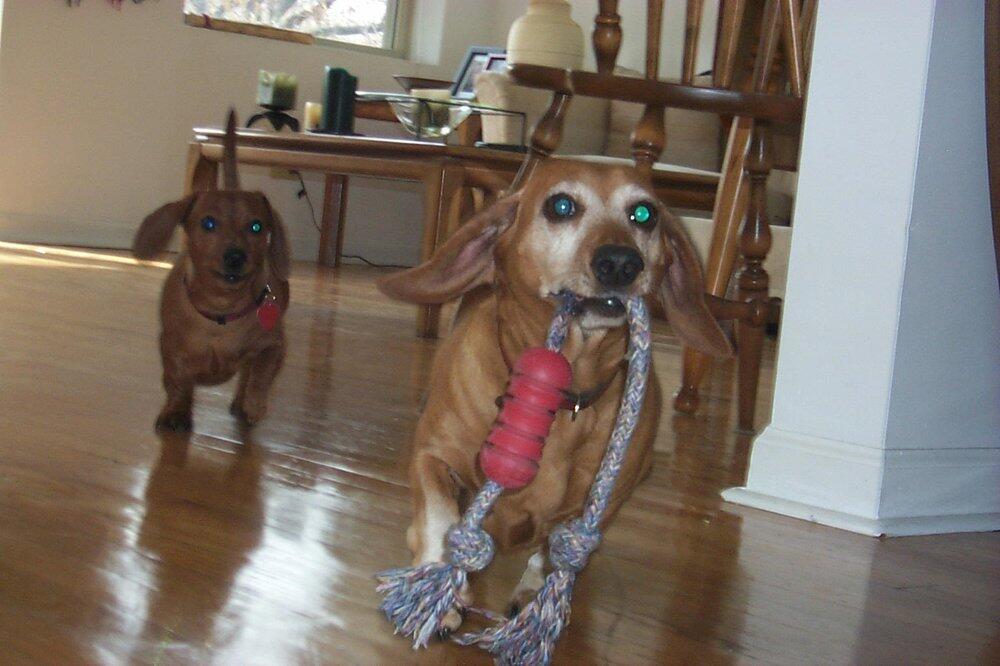 Sycamore Animal Hospital Sycamore