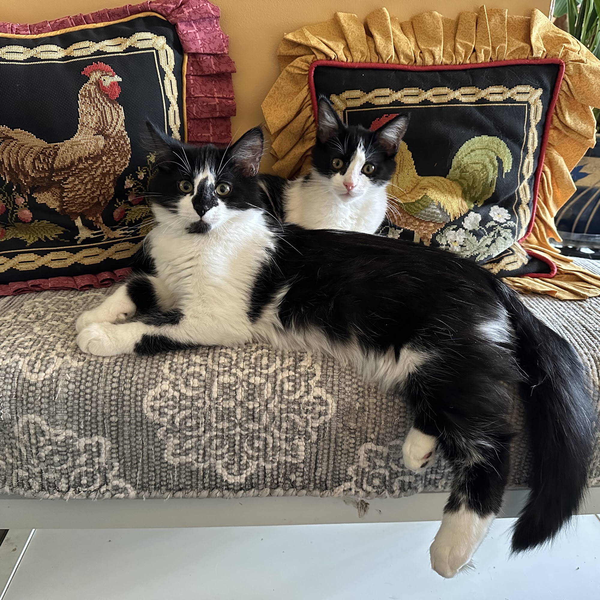 Etheridge Animal Hospital Taylorville