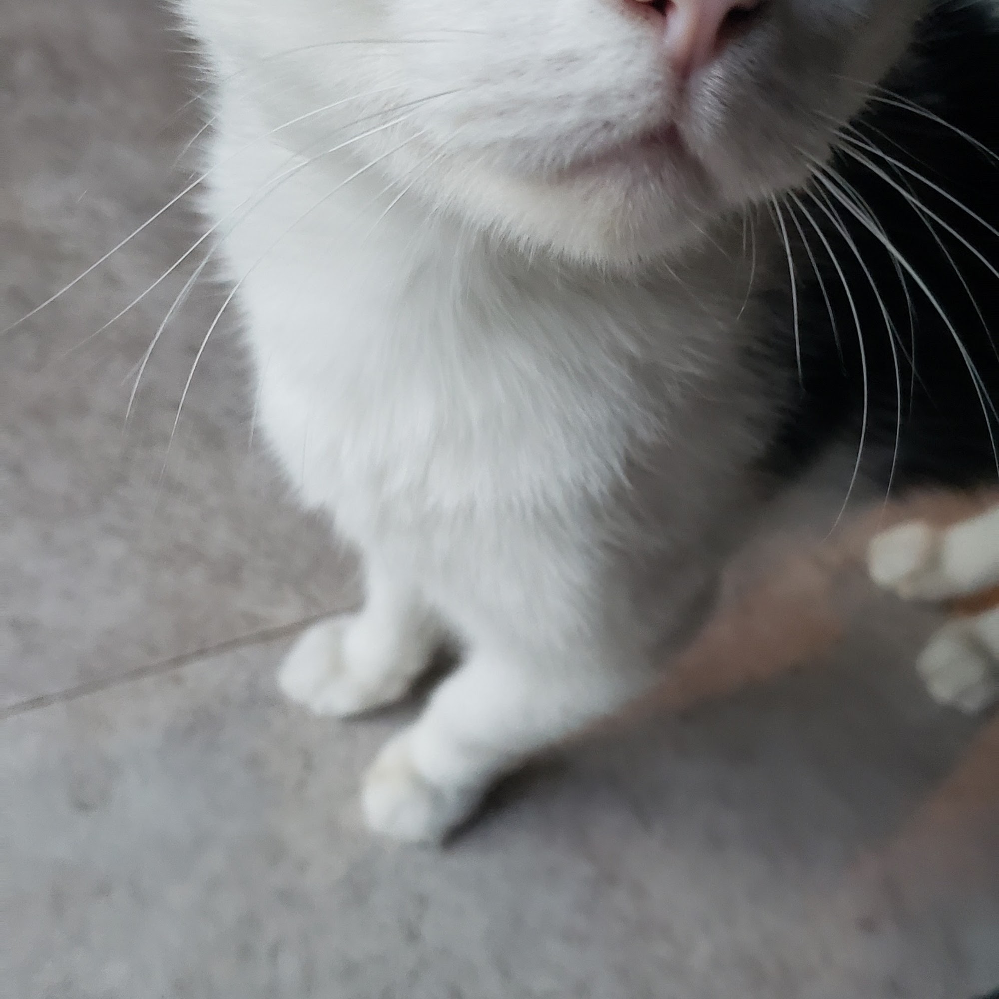 Animal Kingdom Veterinary Clinic Taylorville