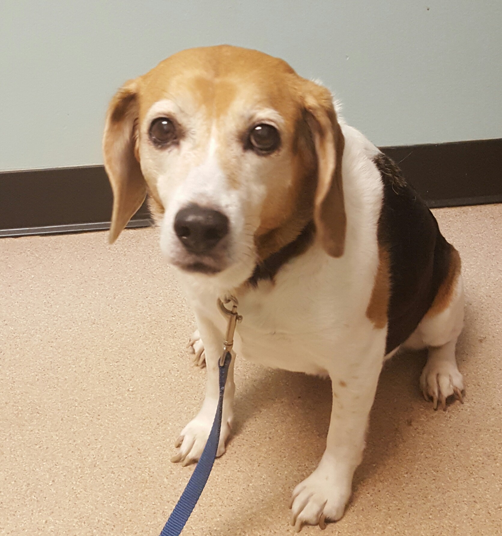 Danville Small Animal Clinic Tilton