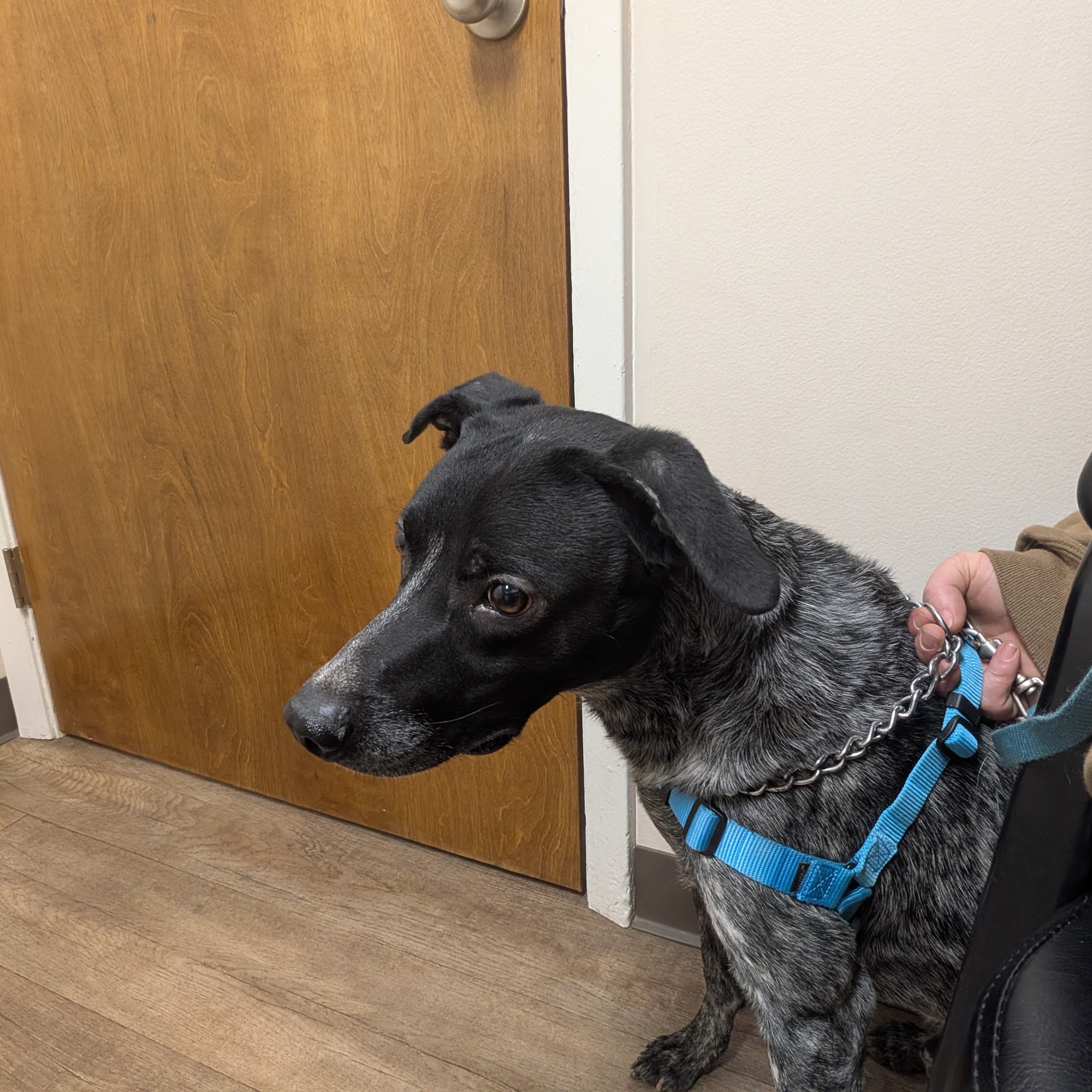 Danville Small Animal Clinic Tilton