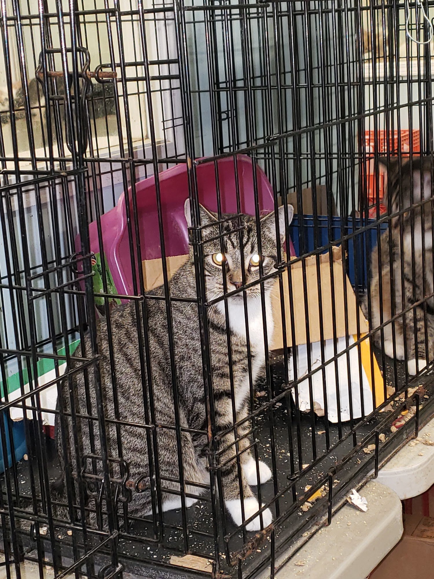 Citizens Animal Rescue and Adoption (C.A.R.A.) Tilton