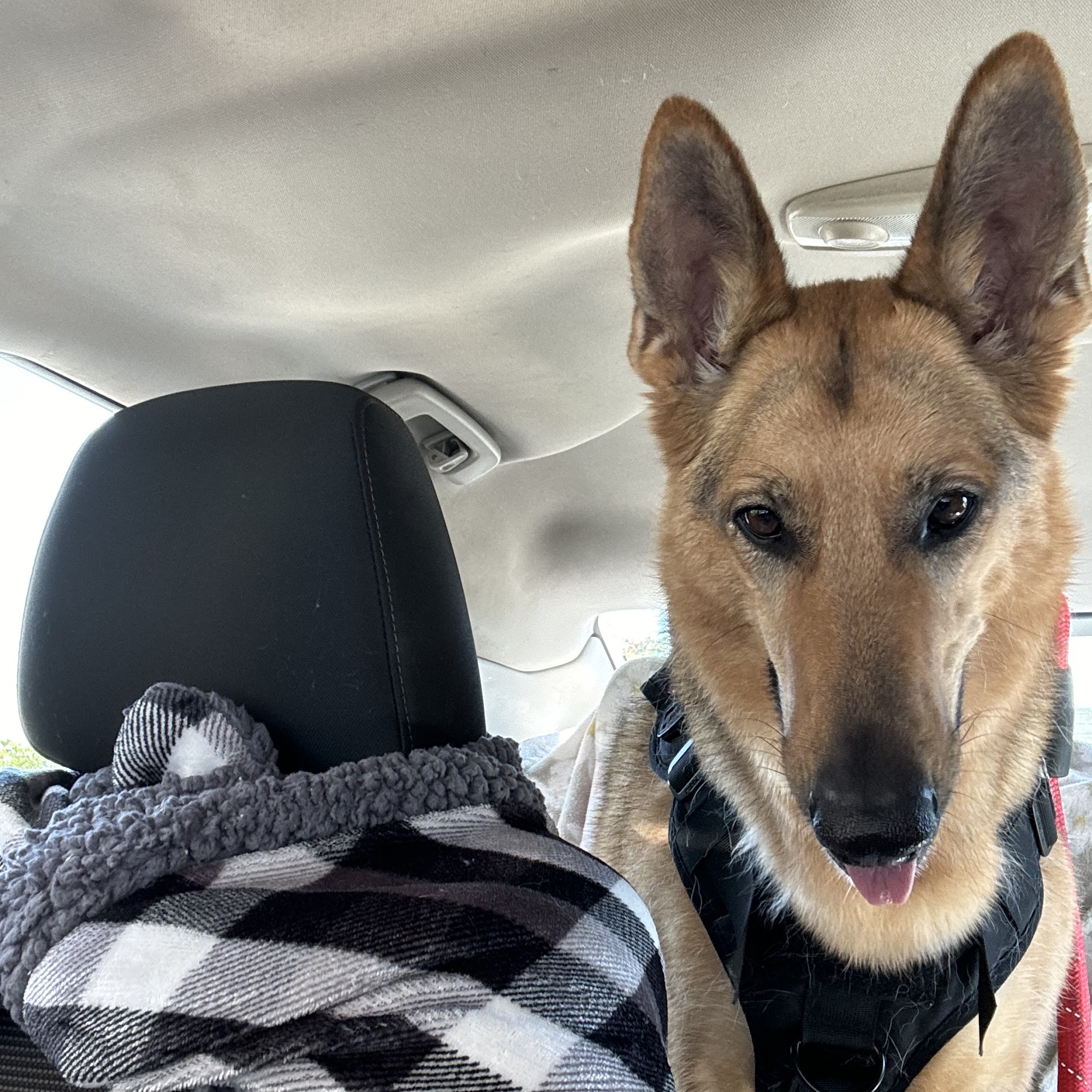 Meadow Brook Animal Clinic Tinley Park