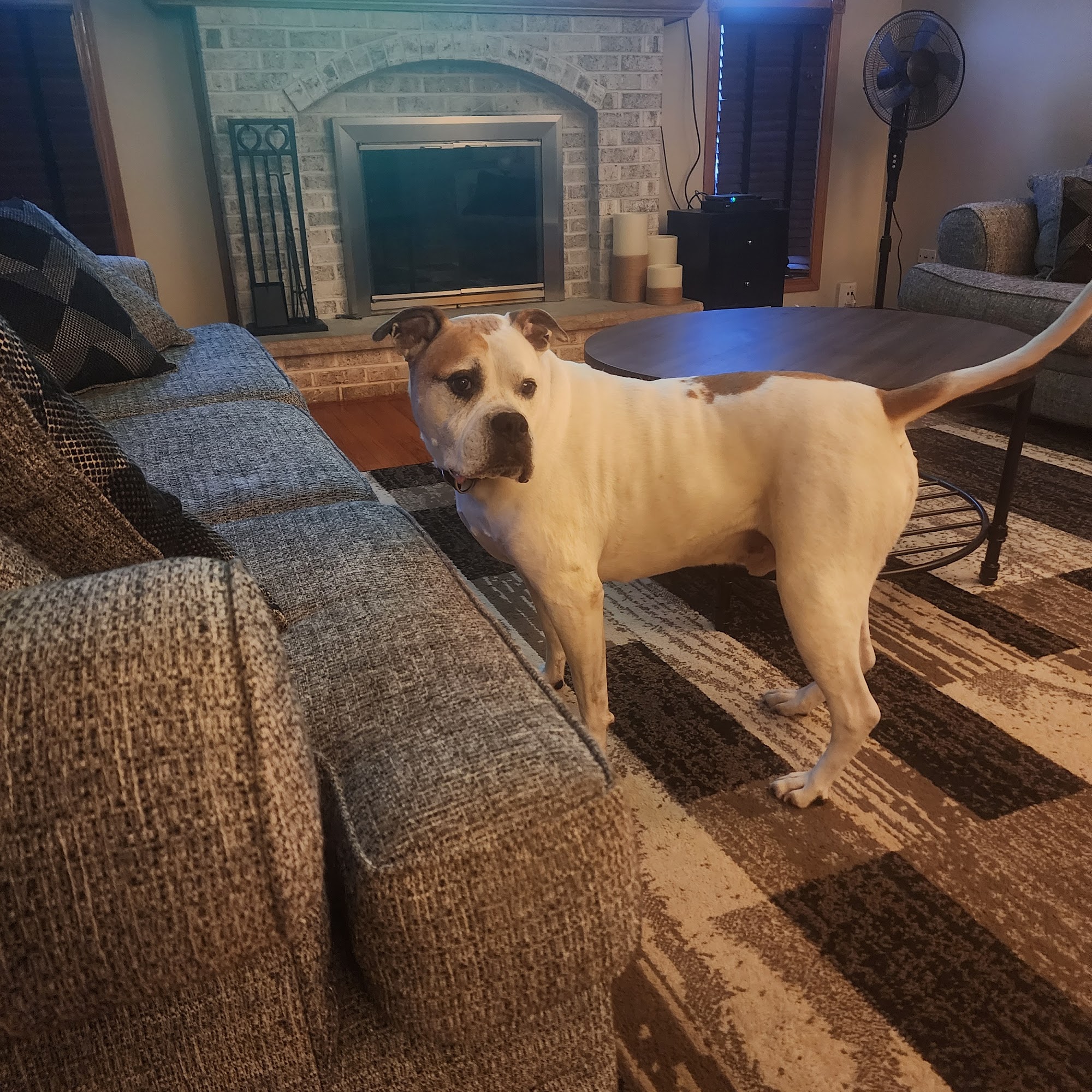 Family Pet Clinic Tinley Park