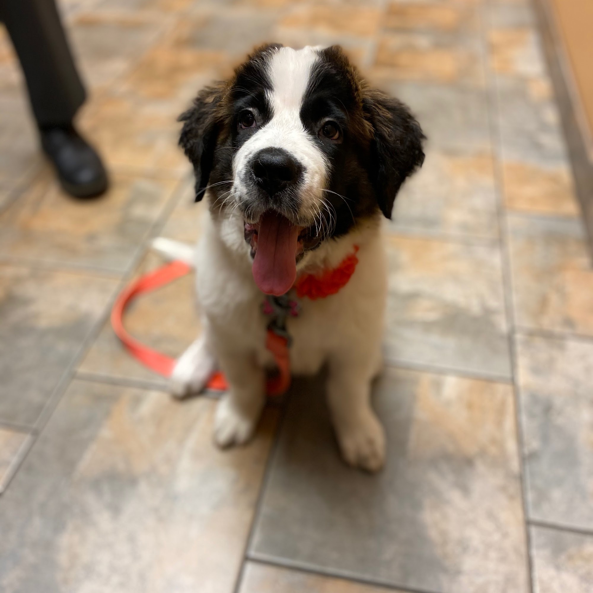 Avenue Animal Hospital Tinley Park