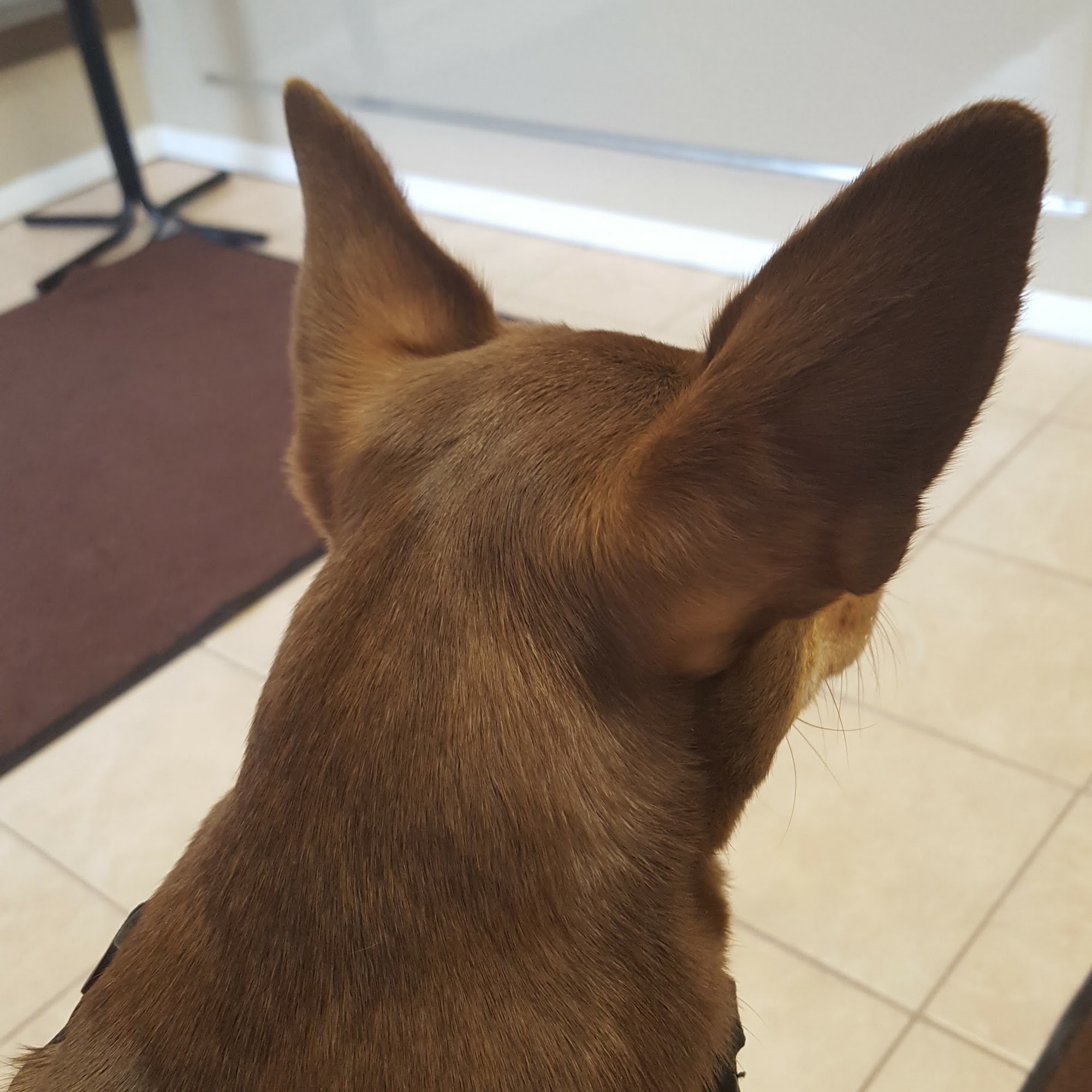 The Veterinary Clinic of Tinley Park Tinley Park