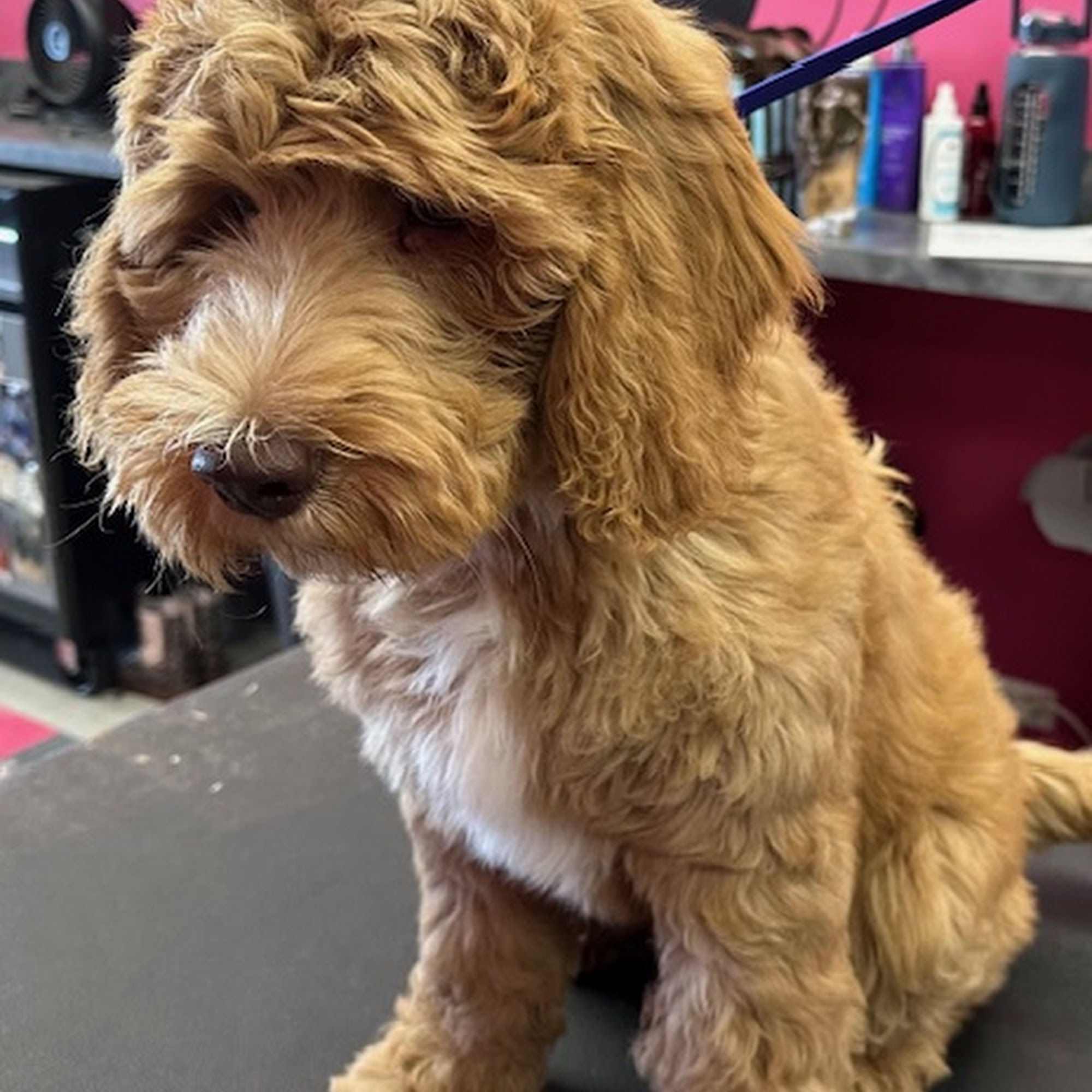 Pooches N' Purrs Pet Salon Tinley Park