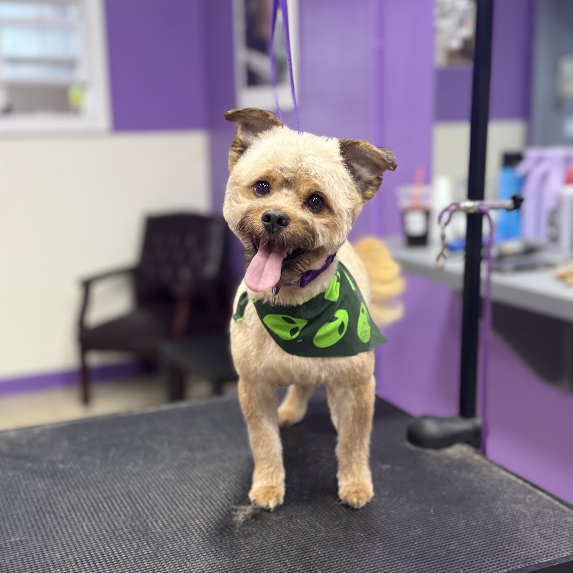 Mimi’s Dog Grooming Tinley Park