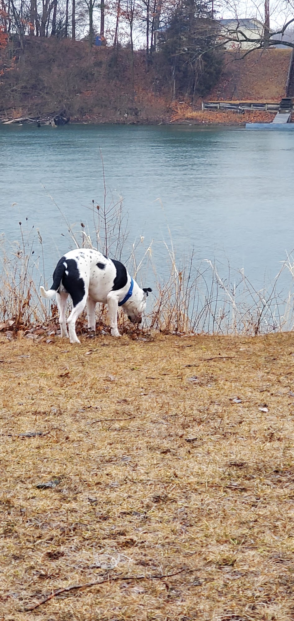 Tremont Veterinary Clinic Tremont