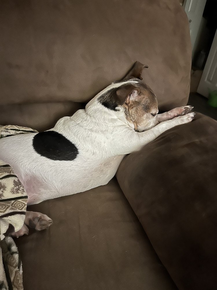 Tremont Veterinary Clinic: Dugger Tammy DVM Tremont