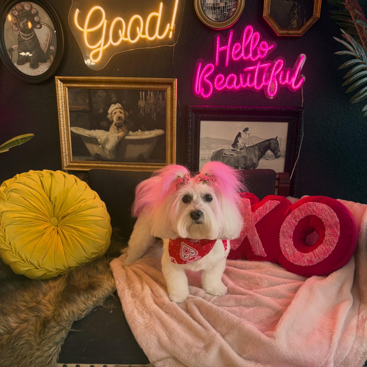 The Dapper Dog Grooming Salon Tremont