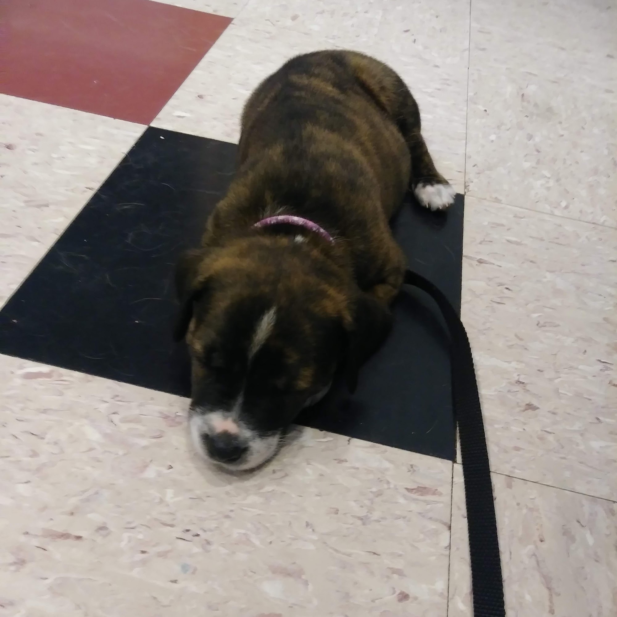 Okaw Veterinary Clinic Tuscola