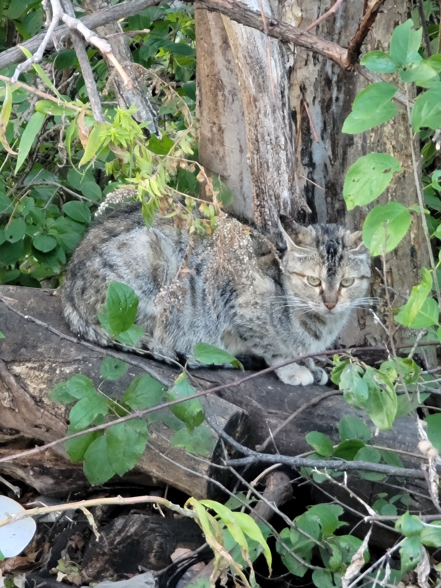 Pk's Pantry University Park