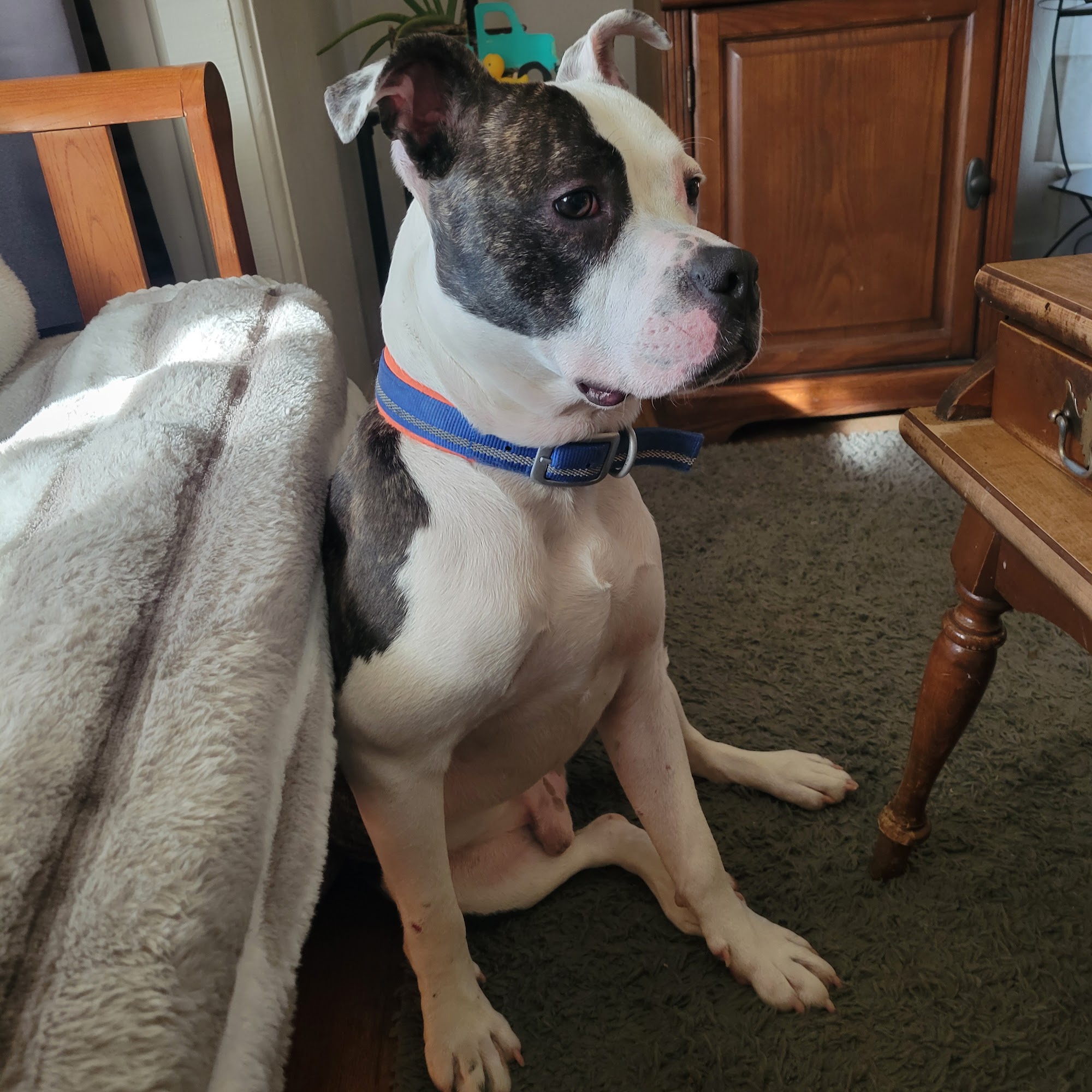 Beaumont Animal Clinic Urbana