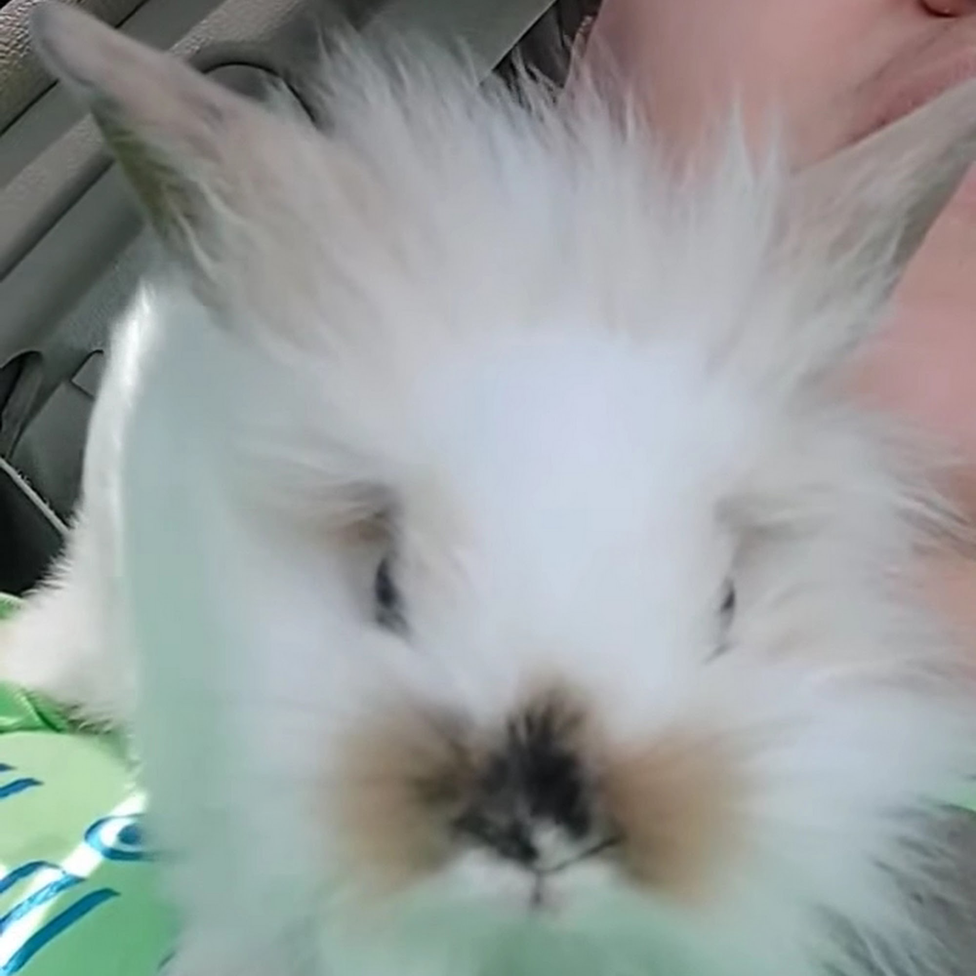 All Creatures Animal Hospital Urbana