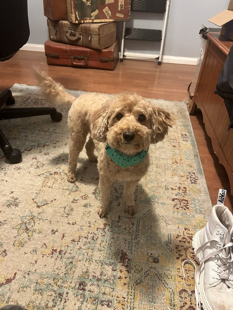 P J's Grooming Urbana