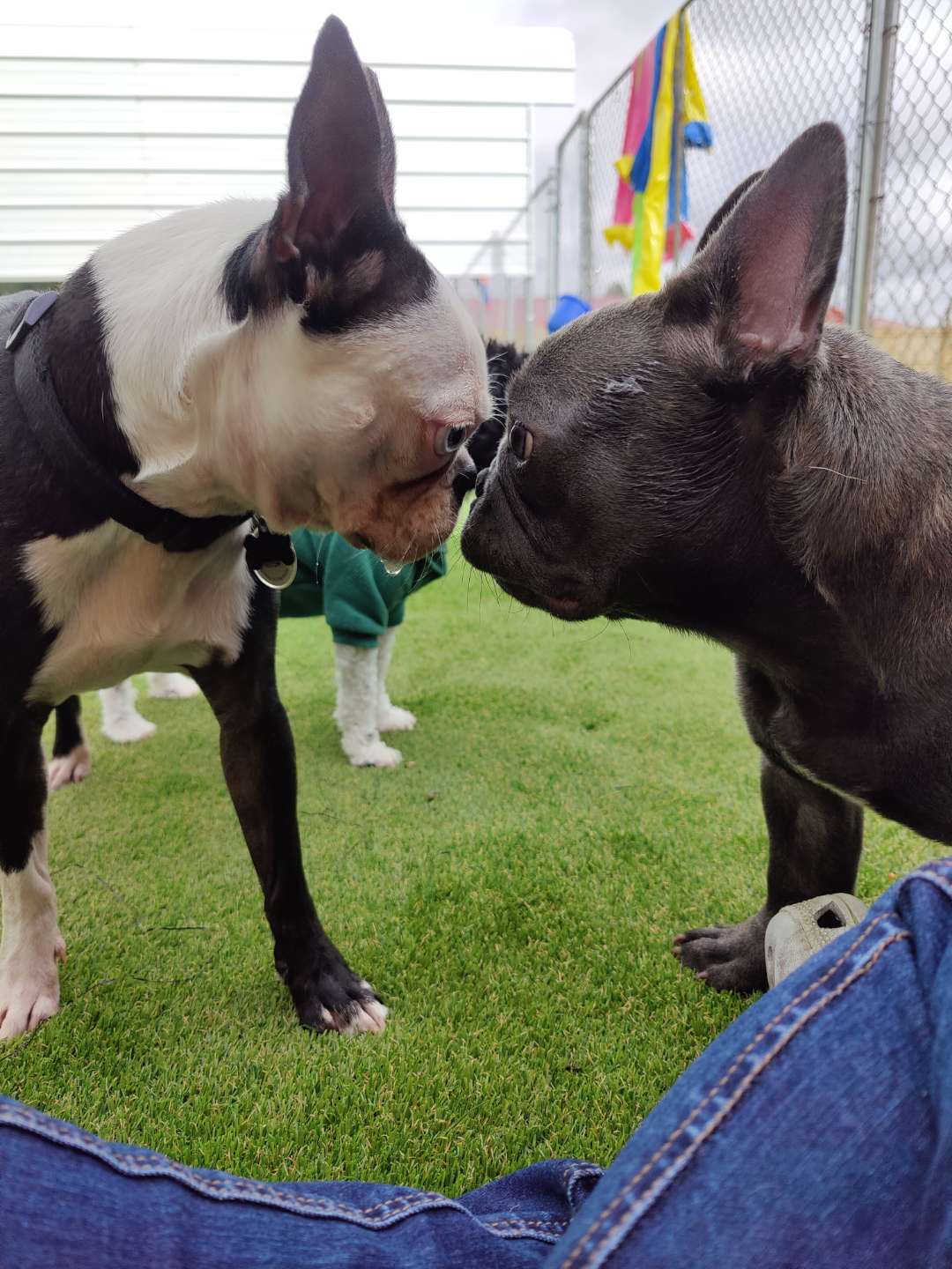 Crossroads Grooming & Boarding, Inc. Urbana