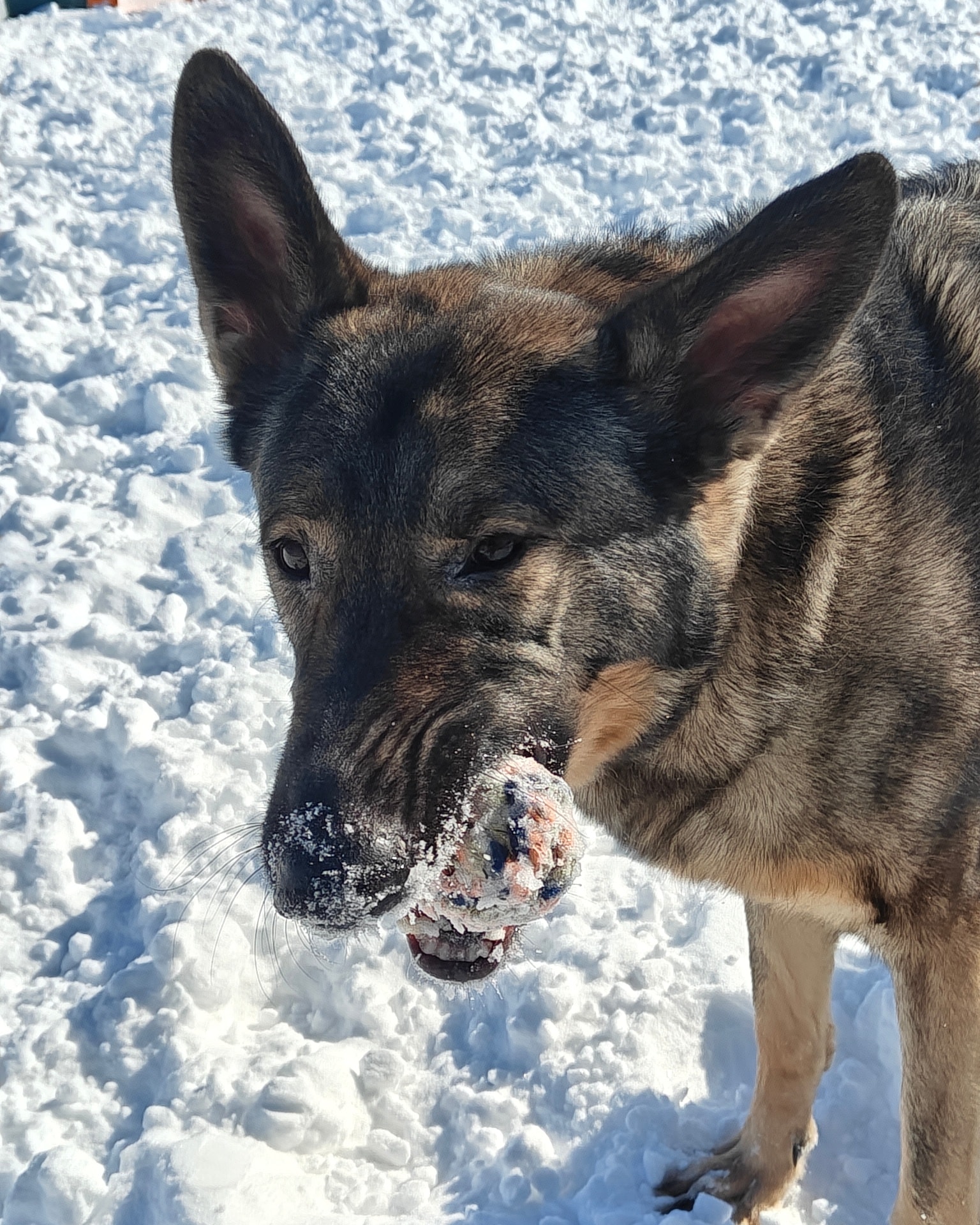 Crossroads Grooming & Boarding, Inc. Urbana