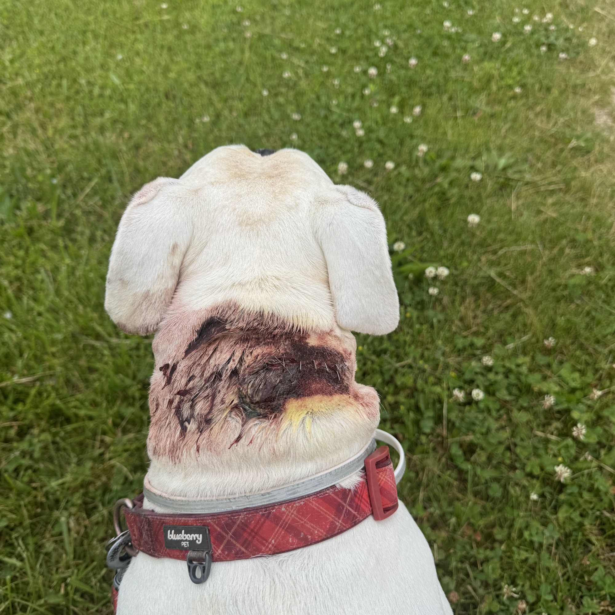 Heaton Heistand Vet Hospital Vandalia