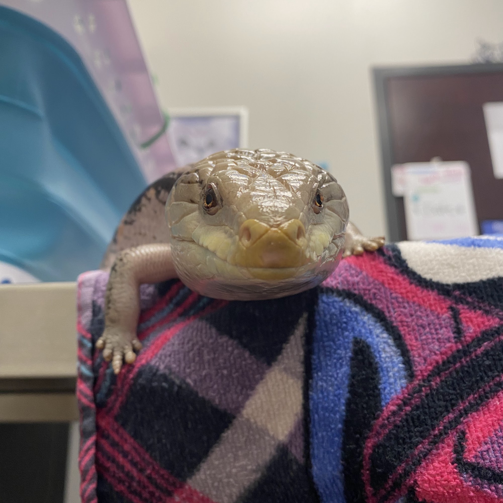 Companion Vernon Hills Vernon Hills