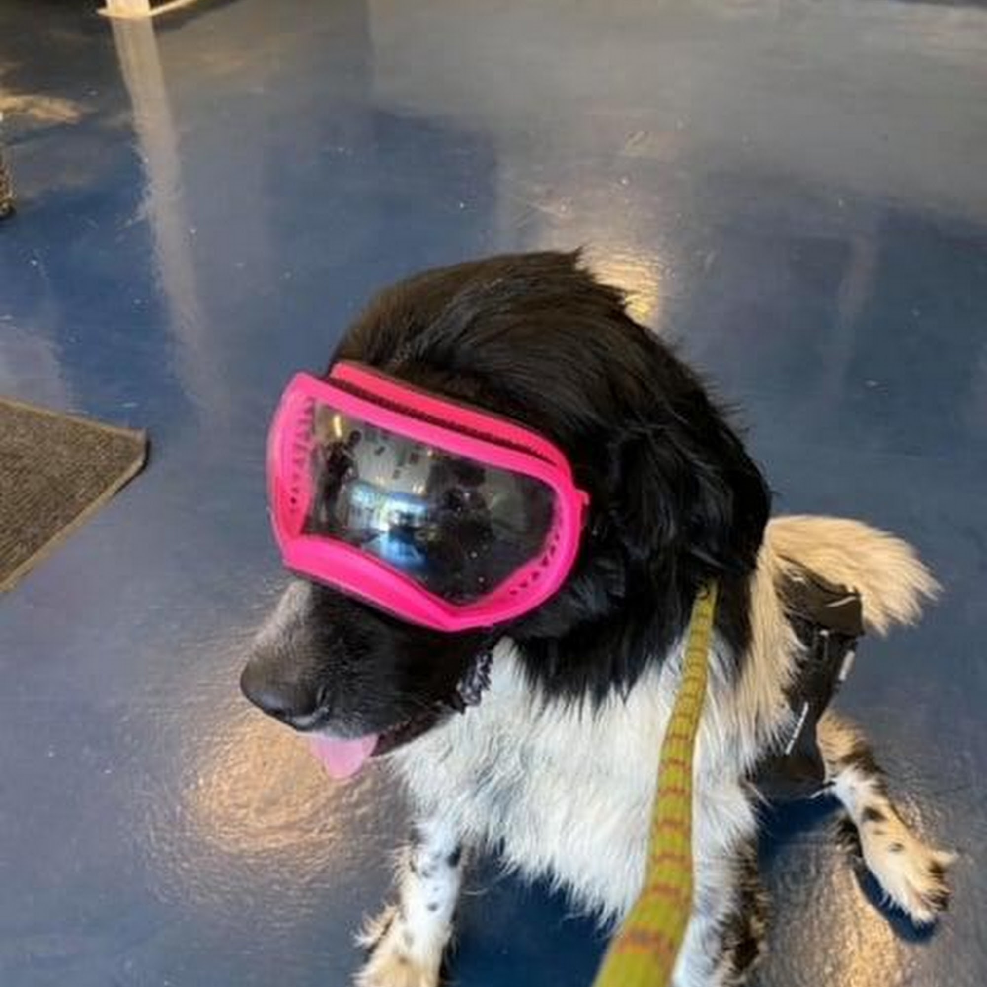 The Animal Hospital Of Gurnee, P.C. Wadsworth