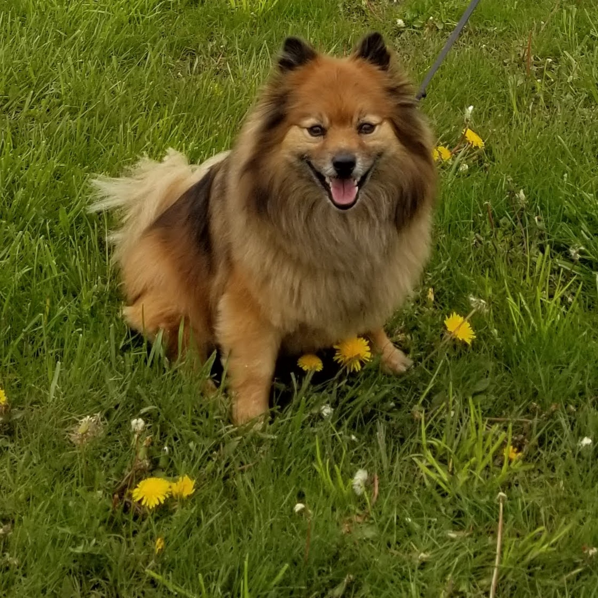 Country Pet Retreat Warrenville