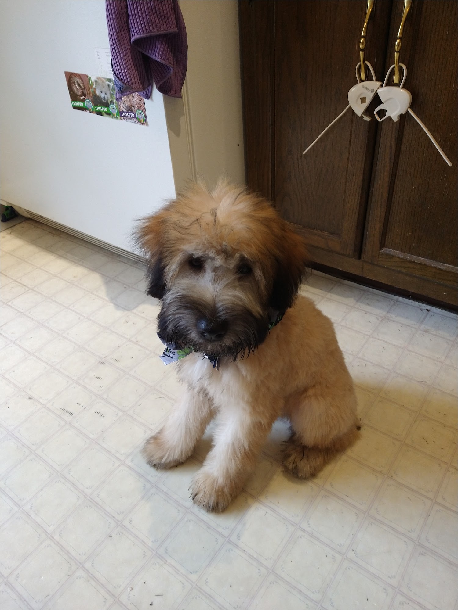 Clean & Cute Pet Grooming Warrenville