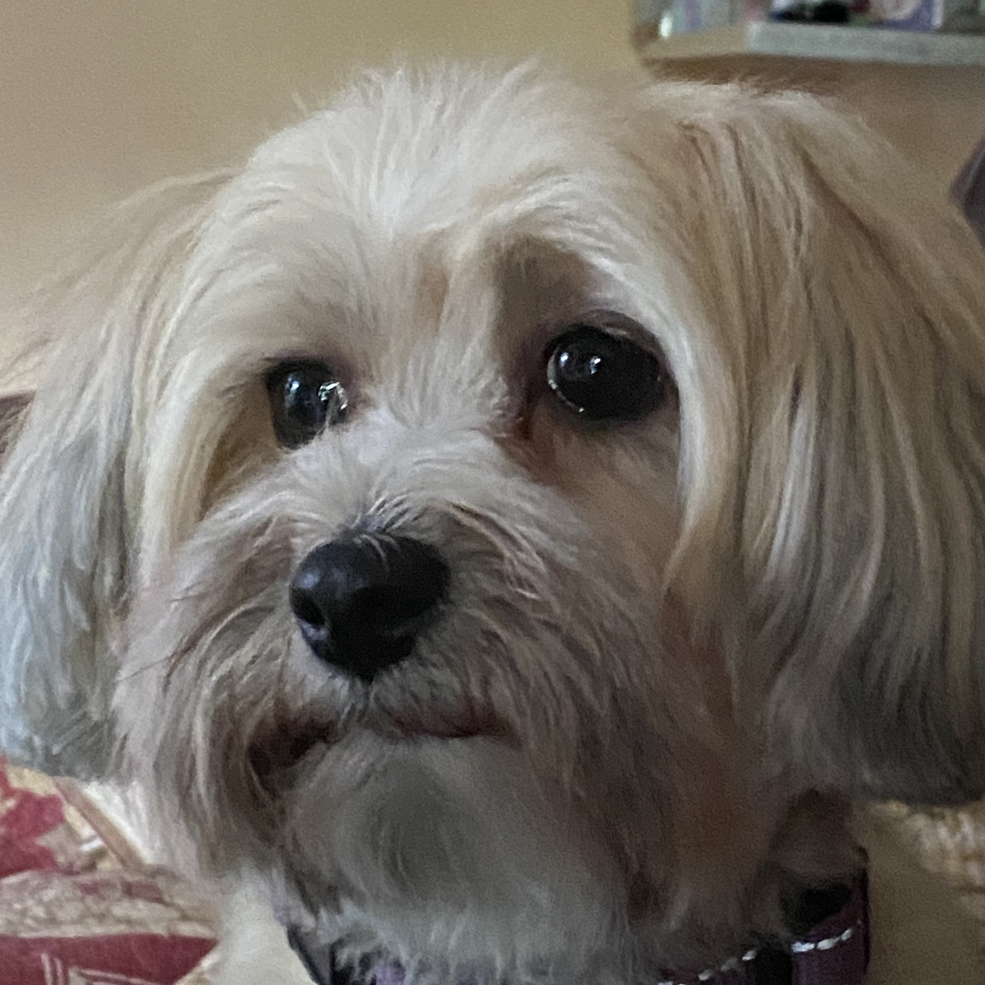 Clean & Cute Pet Grooming Warrenville