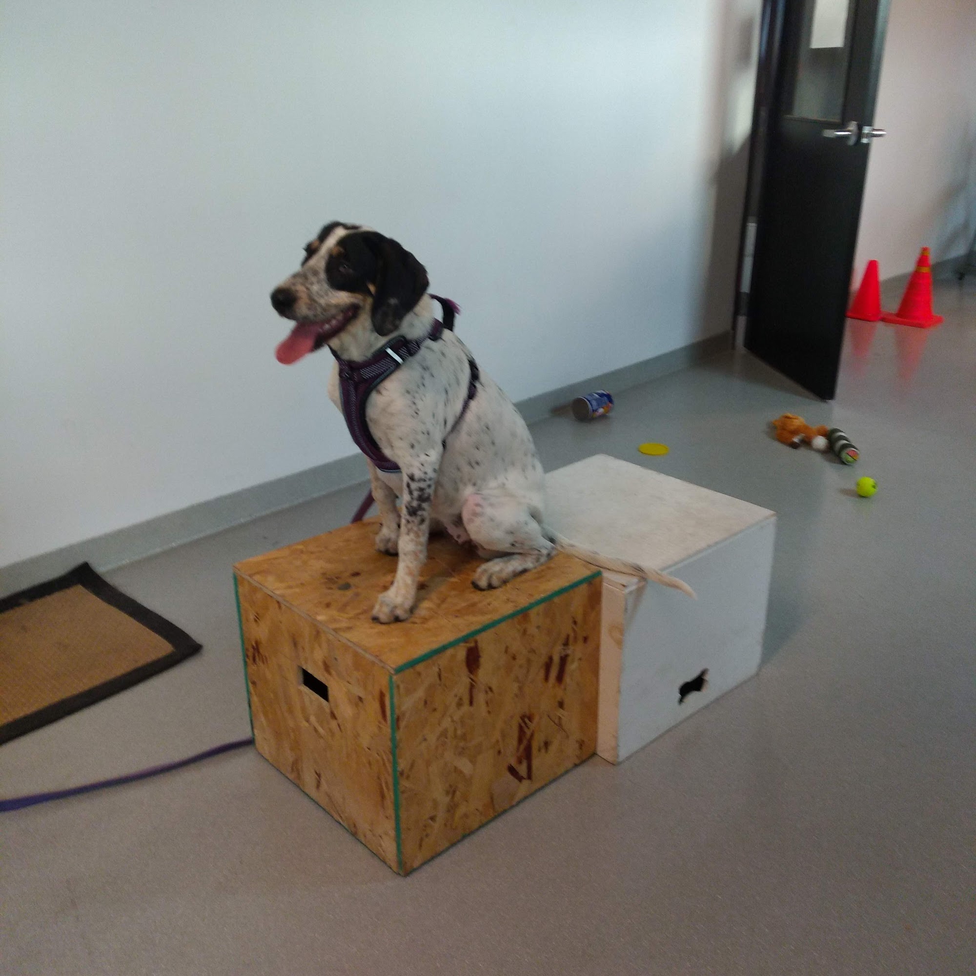 BFF Dog Academy Warrenville