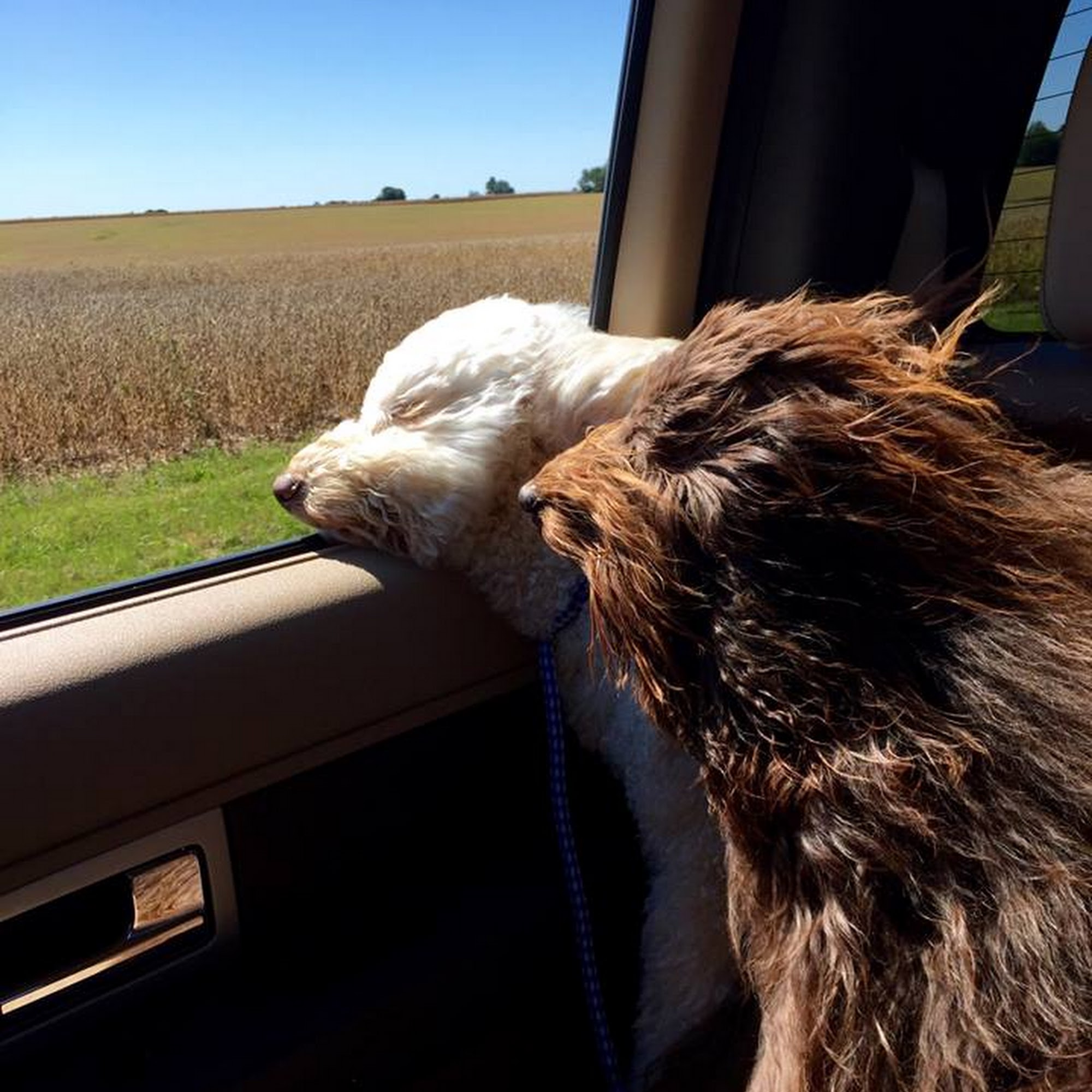 4 Paws Animal Clinic Washington