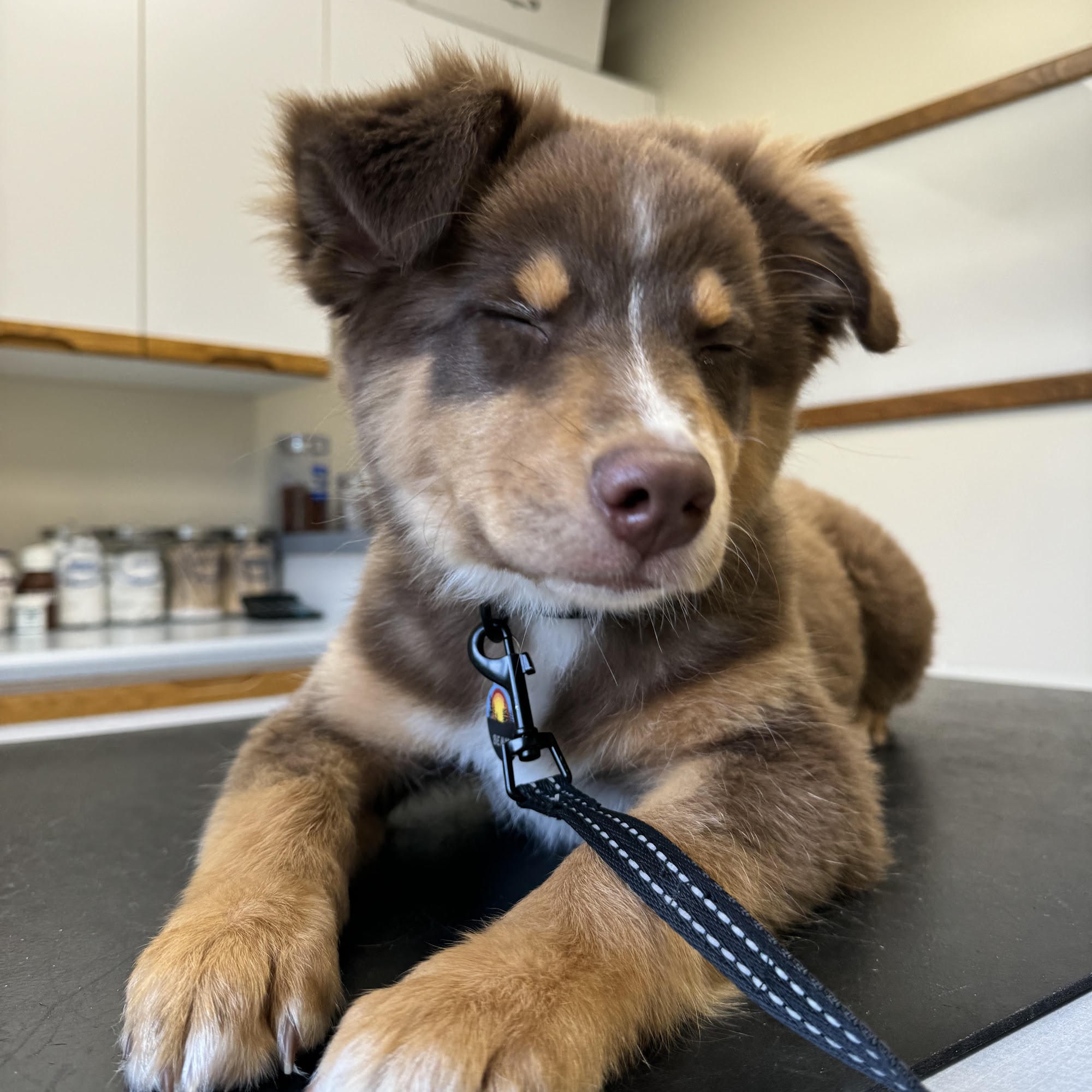 Teegarden Veterinary Clinic Washington