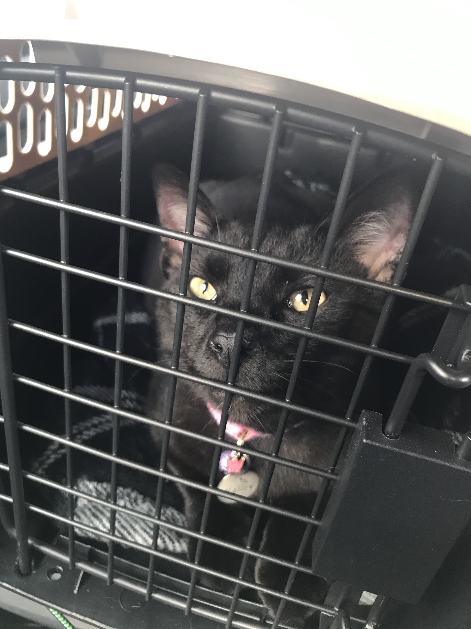 Teegarden Veterinary Clinic Washington