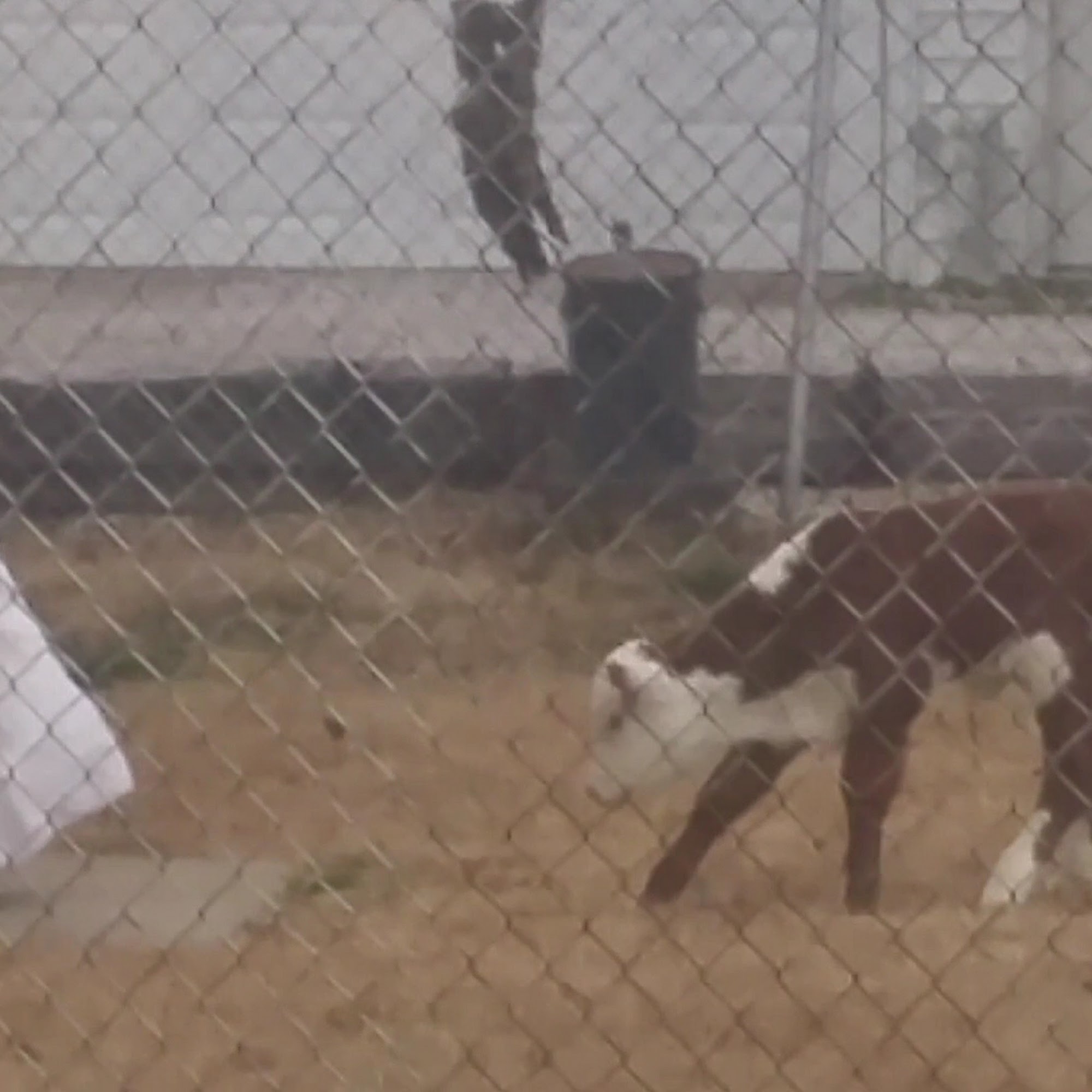 Waterloo Animal Hospital Waterloo