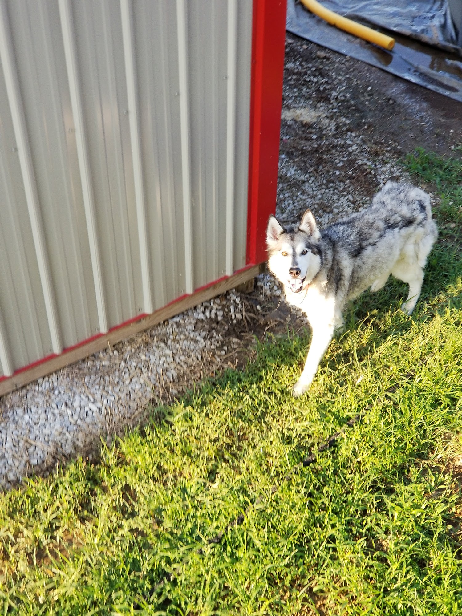 Waterloo Animal Hospital Waterloo