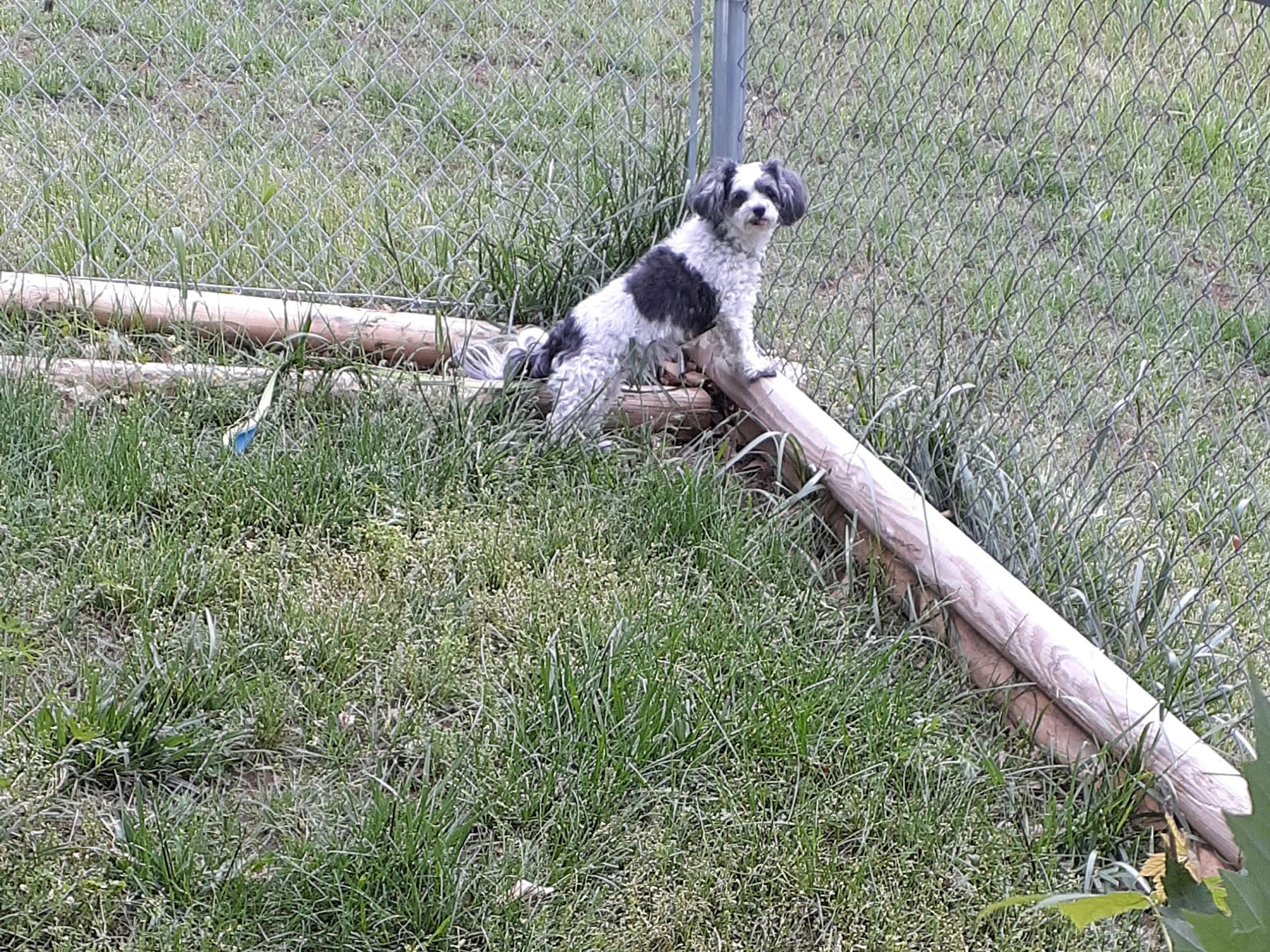 Kruz Kennel Services Waterloo