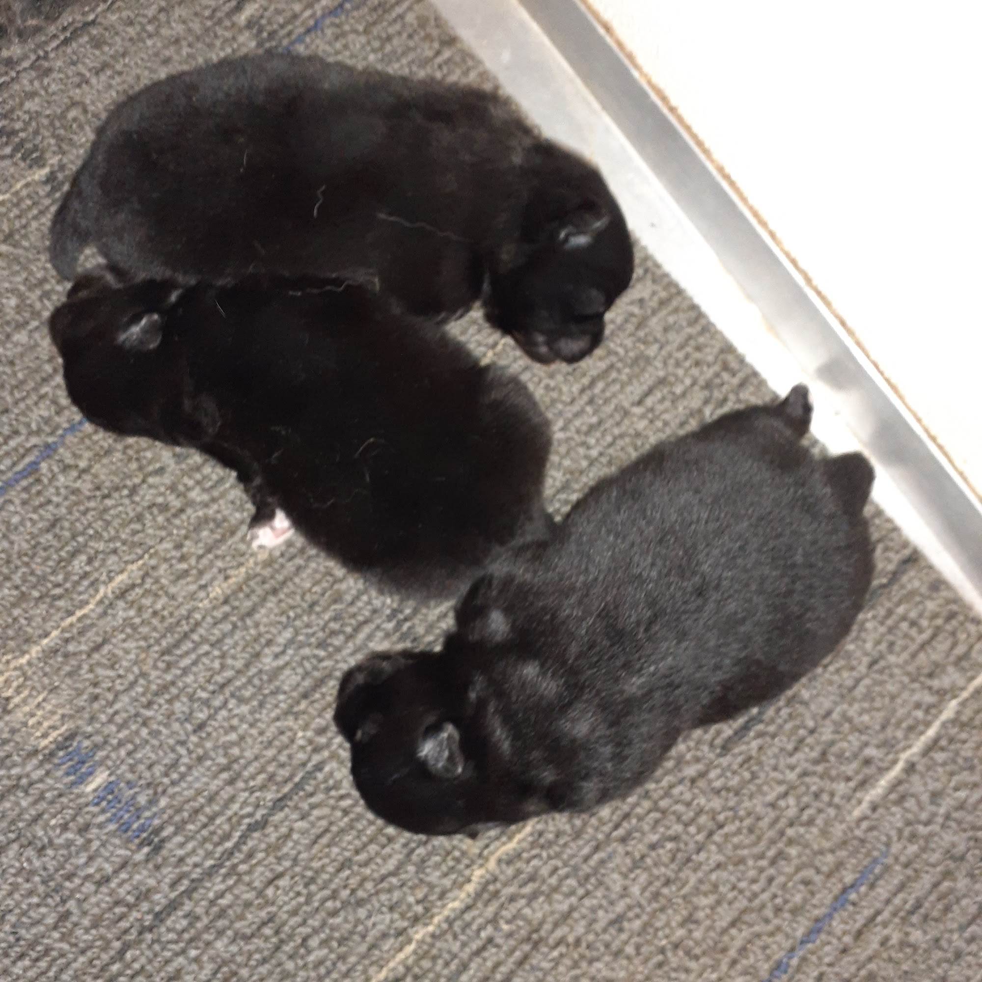 Kruz Kennel Services Waterloo