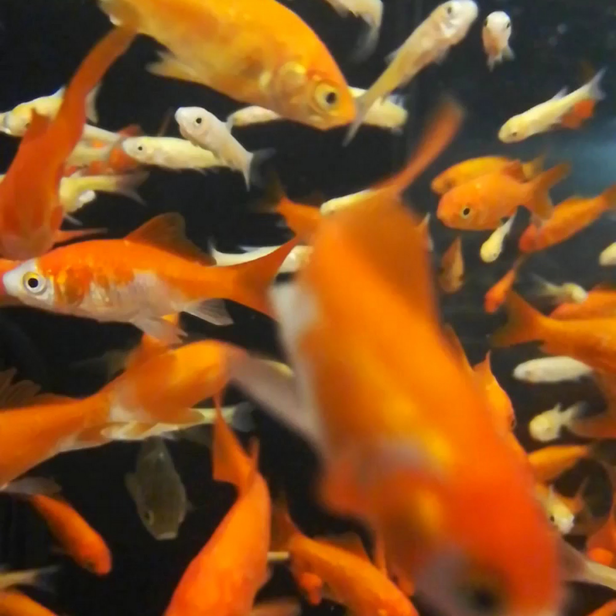 Pet Supplies Plus Waukegan Waukegan